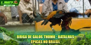 Briga De Galos Thomo - Batalhas Épicas No Brasil