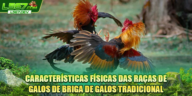 Características físicas das raças de galos de Briga de Galos Tradicional