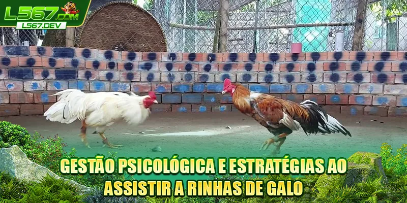 Gestão psicológica e estratégias ao assistir a rinhas de galo