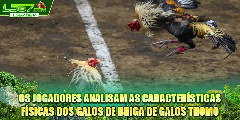 Os jogadores analisam as características físicas dos galos de Briga de Galos Thomo
