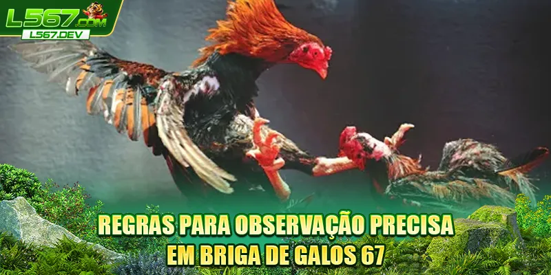 Regras para observação precisa em Briga de Galos 67